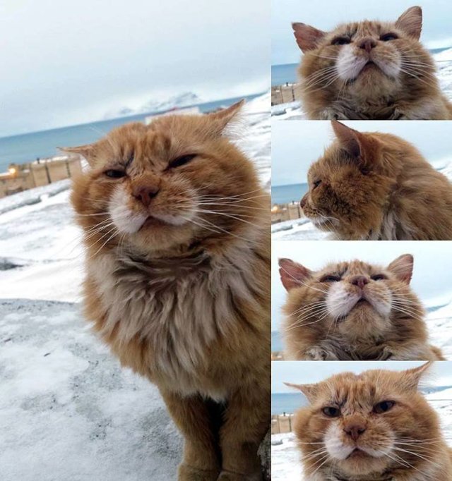 Кеша - единственный кот на норвежском архипелаге Шпицберген