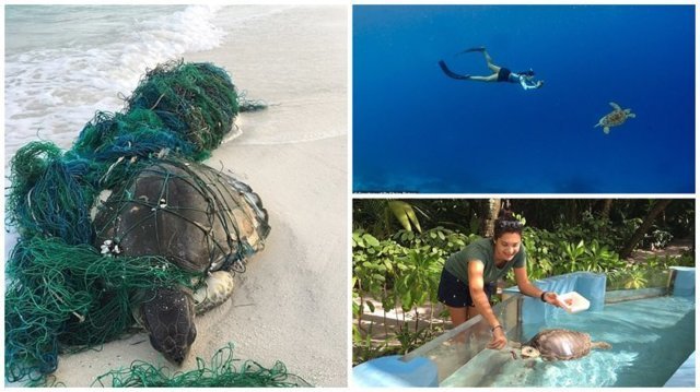 Ветеринар из Лондона приехала на Мальдивы спасать черепах