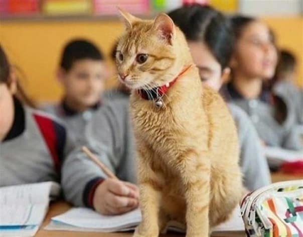 Как рыжий кот официально устроился на работу в школу