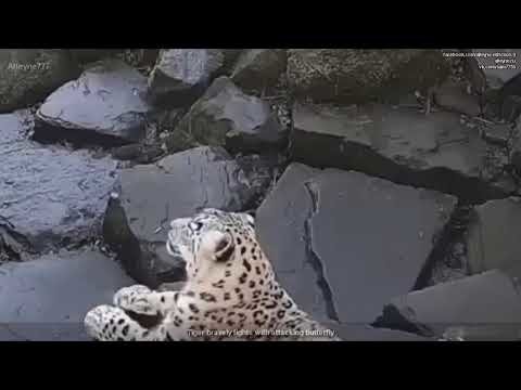 Предательская атака бабочки на тигра! Тигр храбро сражается с атакующей бабочкой!