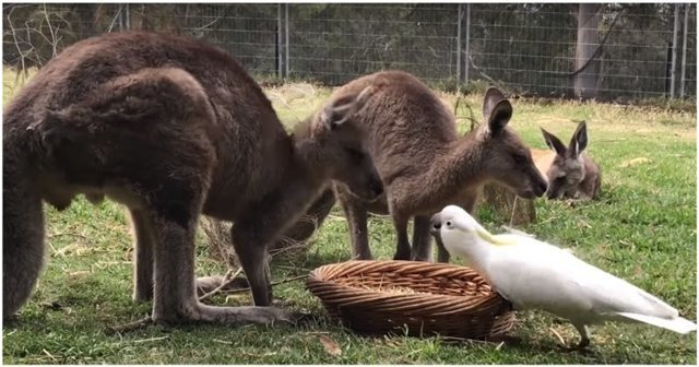 Наглый какаду дерзко ограбил двух кенгуру