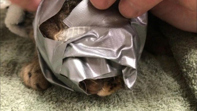 Невероятная история спасения кошки, которую замотали в скотч и выкинули на улицу