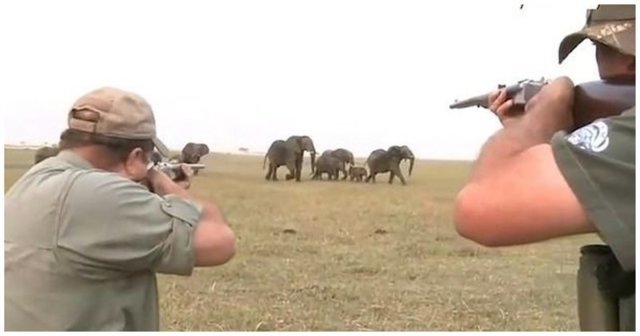 «Стреляй ему между глаз!»: Охотники сняли убийство слона, а затем видео случайно попало в Сеть