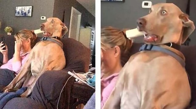 Пёс испытал шок и застыл с костью в зубах, увидев нечто в квартире своей хозяйки