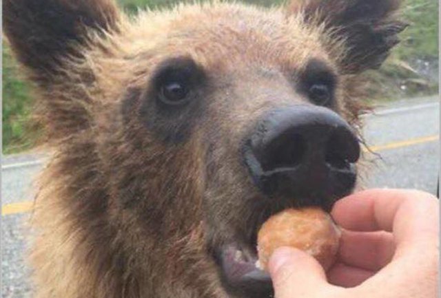 Почему нельзя кормить диких медведей. Это не только опасно, но и очень дорого