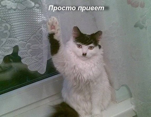 Зверский юмор