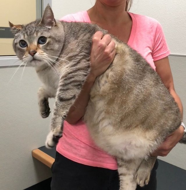 22 кота с сокрушительной харизмой, сопротивляться которой бесполезно