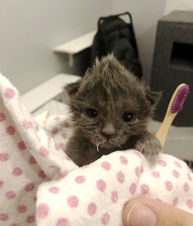 Маленький  котенок был на грани смерти