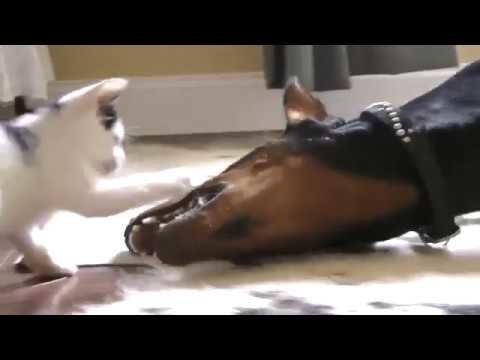 Котенок играет с доберманом