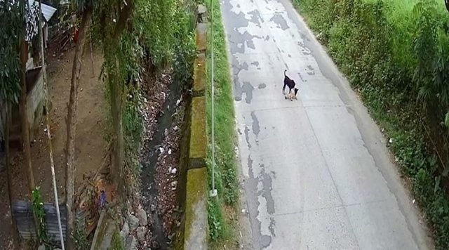 Убитая горем собака пытается воскресить своего друга после того, как тот попал под колёса автомобиля