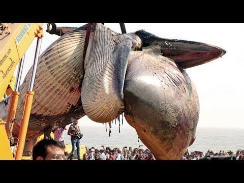 Что происходит, когда умирает кит