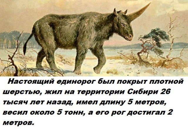 Коллекция бесполезных фактов обо всем на свете