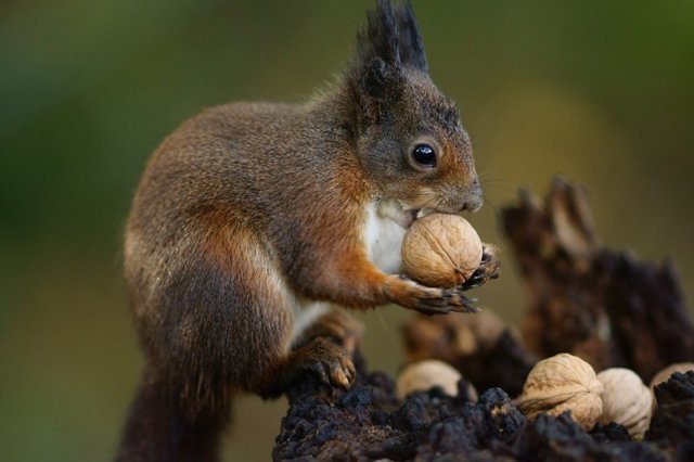 Каким образом белкам удаётся помнить то, где они зарыли свои орехи?