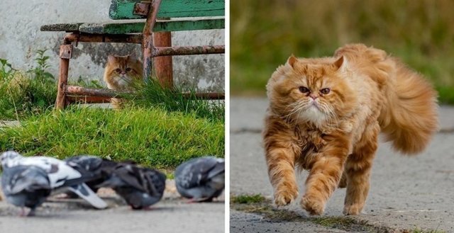 Фотограф заснял историю кота, который неудачно поохотился, но по-прежнему уверен в своём великолепии