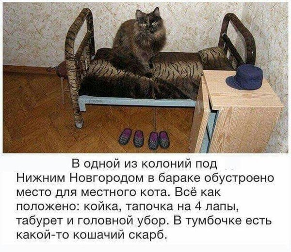 Прикольные и смешные картинки