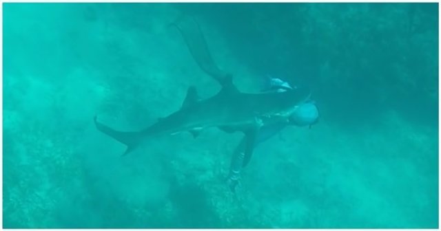 Акула вцепилась в голову дайвера на Багамах