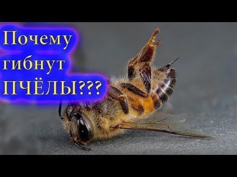 Массовая гибель пчёл. Почему так происходит?
