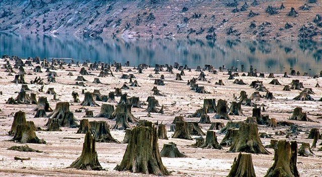 Вырубка лесов, как экологическая проблема