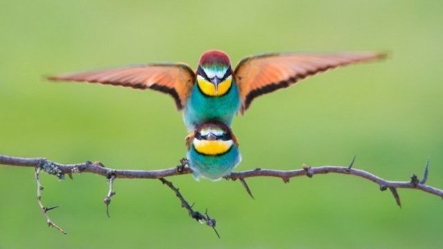 Намешалось