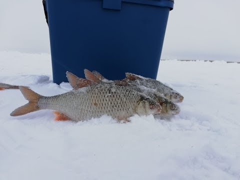 Крупная плотва утаскивает удочки на зимней рыбалке!!!