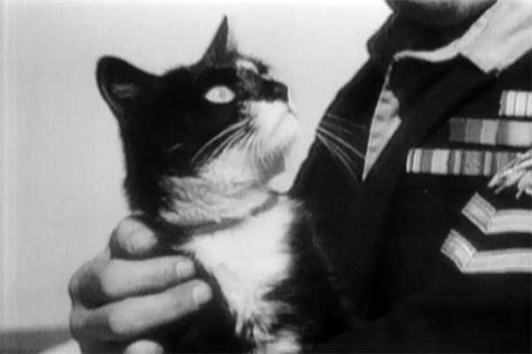 Немецкий кот Оскар, «отправивший» на дно «Бисмарк» и авианосец «Арк Ройял»