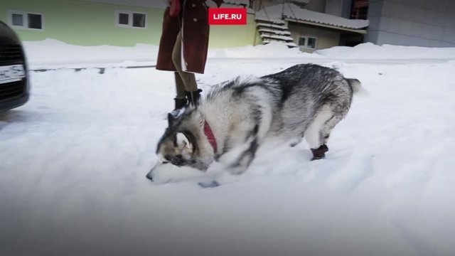 Хаски по кличке Рута нашли на обочине трассы в Якутии
