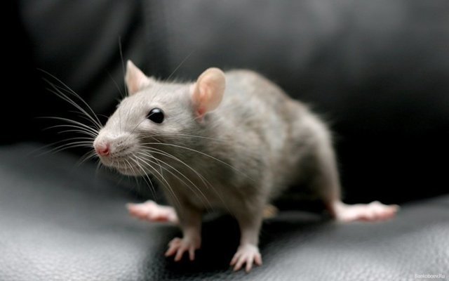 Серая крыса и интересные факты о ней