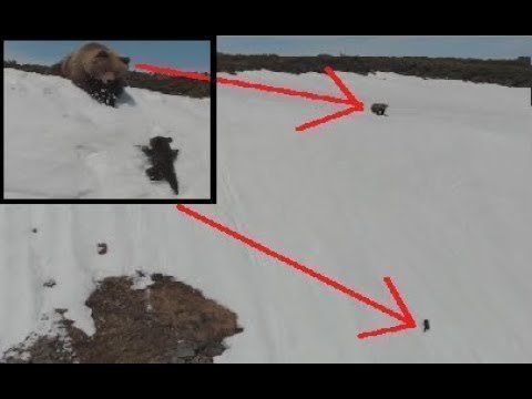 Медвежонок взбирается по горе к маме