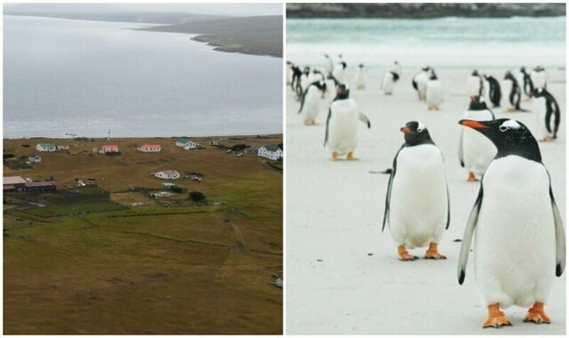 На продажу выставлен остров Фолклендского архипелага: пингвины прилагаются
