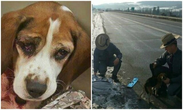 Водитель грузовика спас двух биглей, которых выкинули из машины на ходу