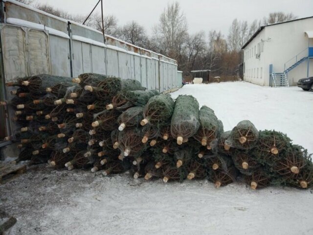 Уралец закупил элитные новогодние ёлки у Варламова на 1,5 миллиона, но они оказались никому не нужны