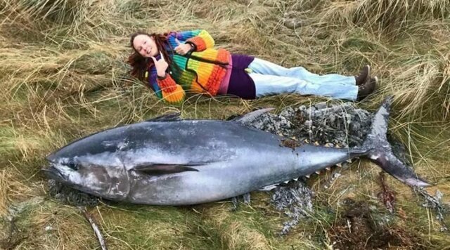 В Шотландии шторм выбросил на берег 2-метрового тунца