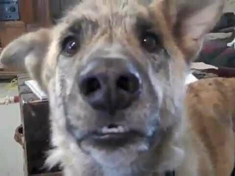Разговор о еде