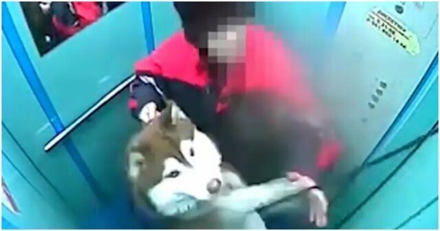Лифт чуть не задушил поводком собаку в Кемеровской области