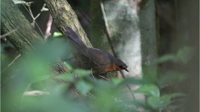 В Бразилии заметили редчайшую в мире птицу
