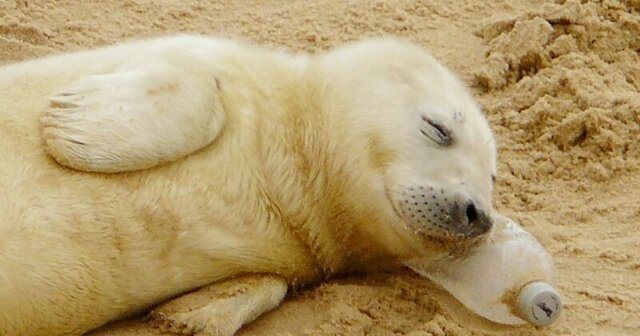 Ничего необычного, просто детеныш тюленя сладко спит на бутылке
