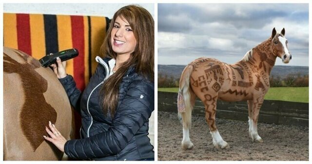 Британский парикмахер превращает лошадей в настоящие произведения искусства