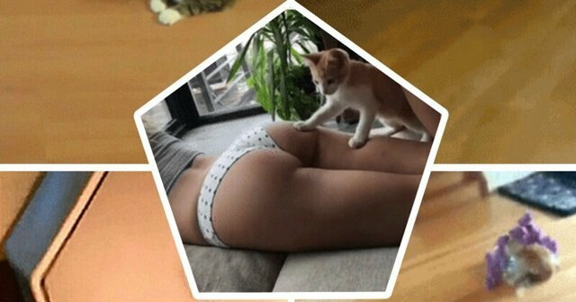 Кот + лазер =