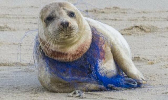 Добровольцам не удалось помочь тюленихе, полузадушенной пластиковой сетью