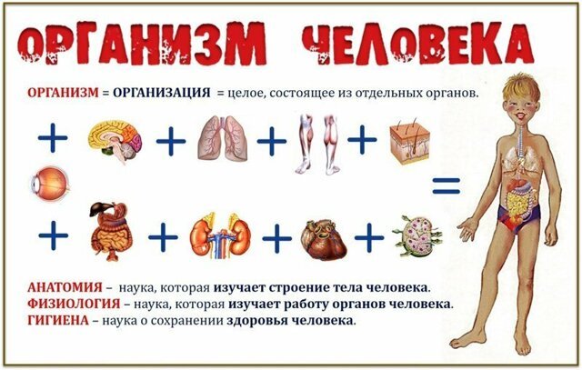 Периодичность обновления организма человека