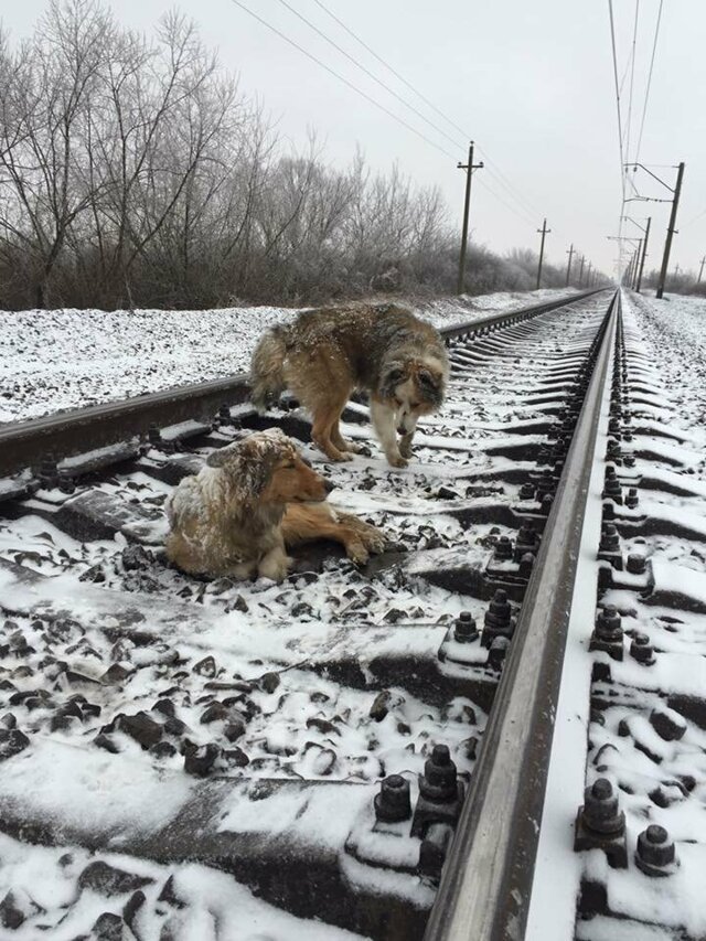 Две собаки на ж/д путях