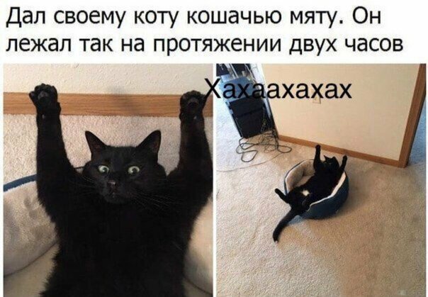 Прикольные и смешные картинки