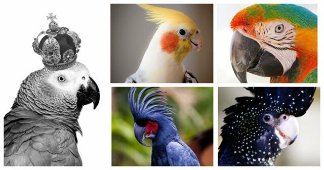 15 видео на тему "О чем говорят попугаи"