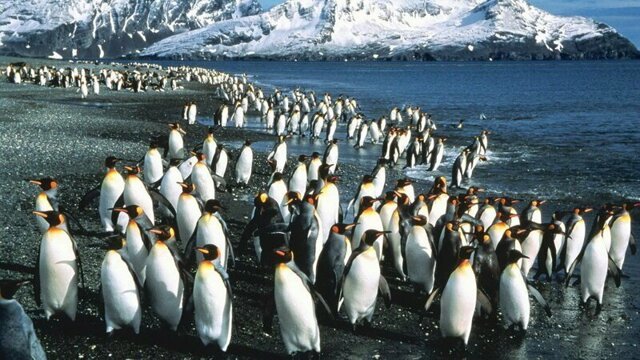 Сбежавшая из Московского зоопарка стая пингвинов обнаружена неподалёку от Вологды