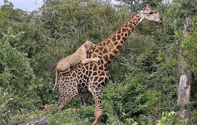 Жираф отбился от шести голодных львиц в африканском парке дикой природы