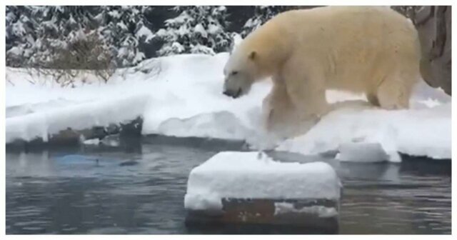 Белый медведь резвится в сугробах после снежного шторма в США