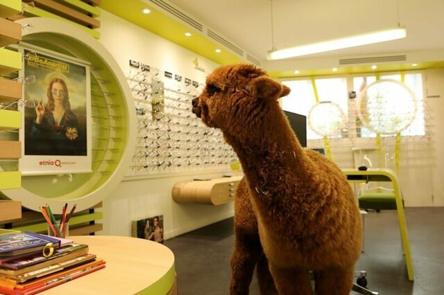 Во Франции альпака зашла в магазин оптики и полчаса выбирала очки