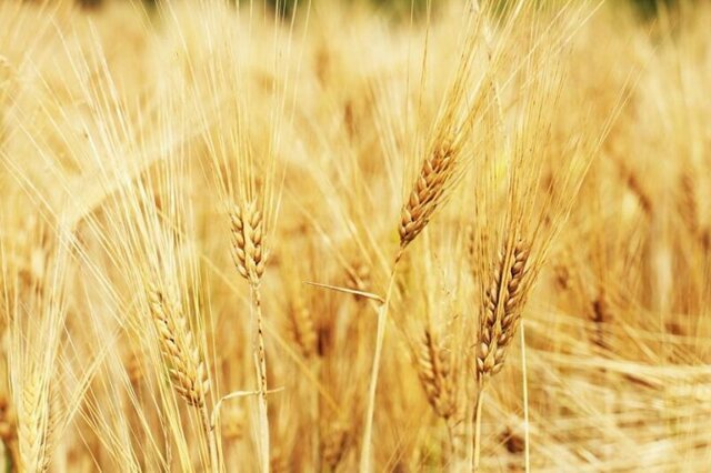 Глава Минсельхоза РФ спрогнозировал урожай зерновых на 2019 год