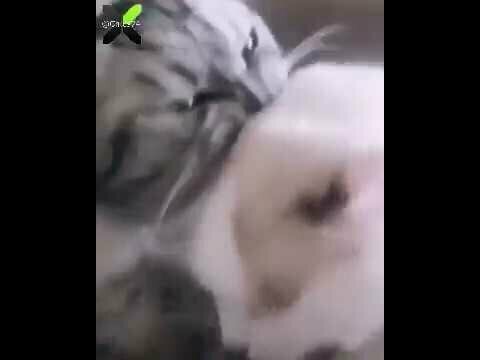 Милый, я тебе сейчас всё объясню