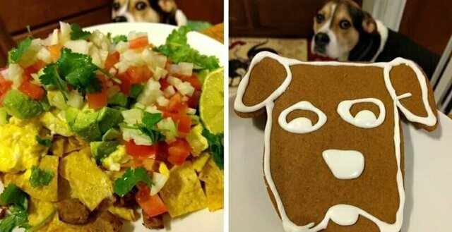 Пёс так грустно смотрел на еду, что хозяин начал его снимать